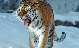 梦见老虎在大街上吃人