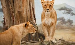 梦见自己被狮子扑倒