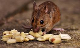 梦见老鼠偷吃东西