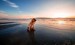 梦见狗吃月亮是什么意思