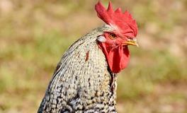 梦见公鸡咬自己