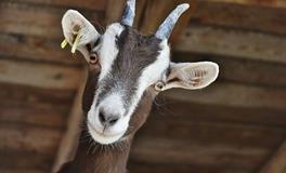 梦见公羊的寓意