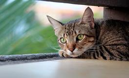 梦见被猫咬什么意思