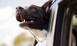 梦到自己听到了狗叫