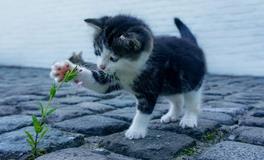 做梦梦见猫抓老鼠