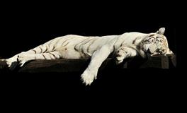 梦见和老虎打架