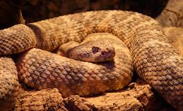 梦见山里有一条红冠蛇