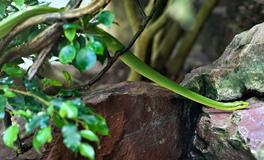 梦见蛇去咬别人