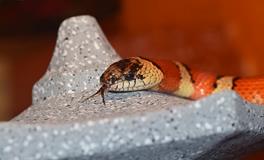 梦见一条小蛇跑进眼睛