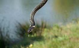 梦见好多蛇围绕着我