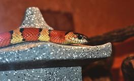 梦见蛇挡路是什么意思