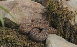 梦见妻子被蛇咬