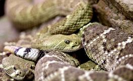 本命年梦见杀蛇好吗