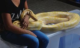 梦见蛇咬人代表着什么