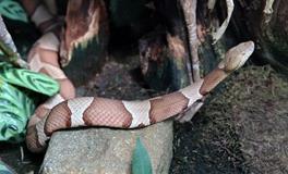 梦见被蛇追赶怎么回事