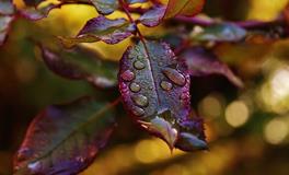 梦见泉水是什么意思