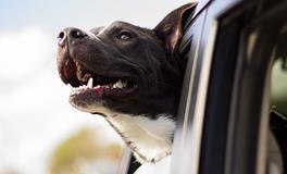 梦见自己开的车翻了