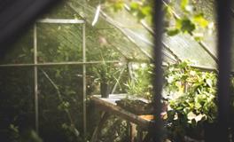 梦见自己往花盆里栽花