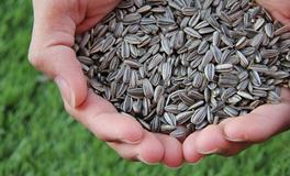 孕妇做梦梦见瓜子