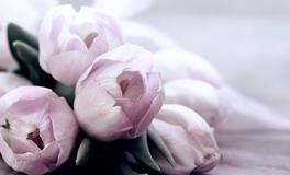 室内养花风水不好吗