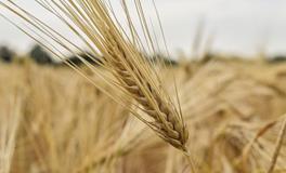 梦见稻谷熟了好不好