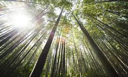 梦见竹子开花有什么寓意