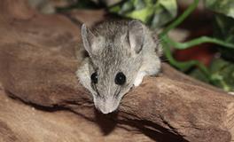 梦见老鼠跑是什么意思