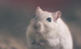 梦见老鼠爬到自己身上是什么意思