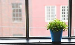 梦见家里摆了好多盆花草