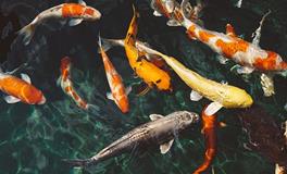 梦到红鲤鱼是什么意思