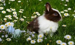 梦见兔子逃跑了