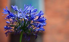 苏珊米勒今日运势2019年8月15日