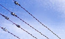 梦见男朋友坐牢是什么征兆