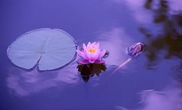 梦见水里有蛇是不是吉兆