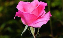 董易林2019年8月27日生肖运势