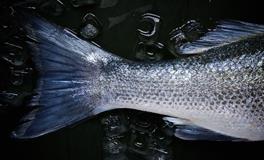 梦见鱼流血暗示什么