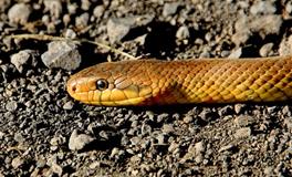 梦见落水被蛇咬运势如何