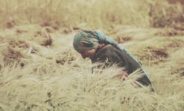 梦见看到丰收谷物是好事吗