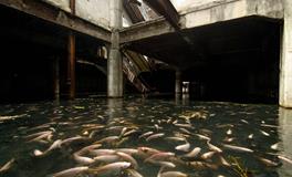 梦见鱼塘很多鱼表示什么