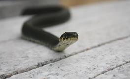 梦见蛇被打死预示着什么