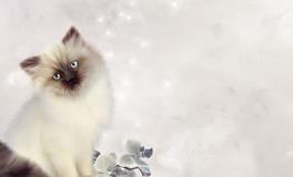 梦见白猫入怀是好事吗