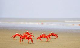 梦见两只螃蟹什么意思