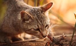 梦见别人吃螃蟹是什么意思