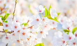 郑博士2019年10月25日生肖运势