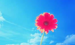 阳台养什么植物风水好