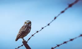 董易林2019年12月2日生肖运势