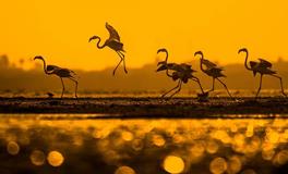 十二生肖2020年运势及运程 十二生肖2020年全年运势