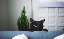 董易林2020年1月14日生肖运势