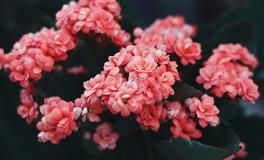 董易林2020年2月20日生肖运势