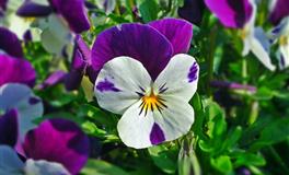 这些生肖像小学生，越喜欢你就越欺负你